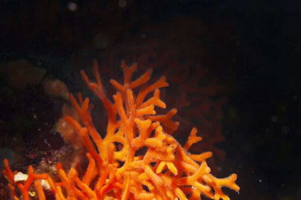 海洋生物潜水者眼中的橙色珊瑚图片下载