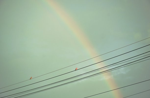 鸽子鸟挂在电线与彩虹雨后图片下载