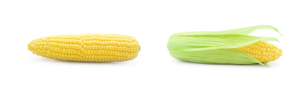 白色背景上的玉米棒图片下载