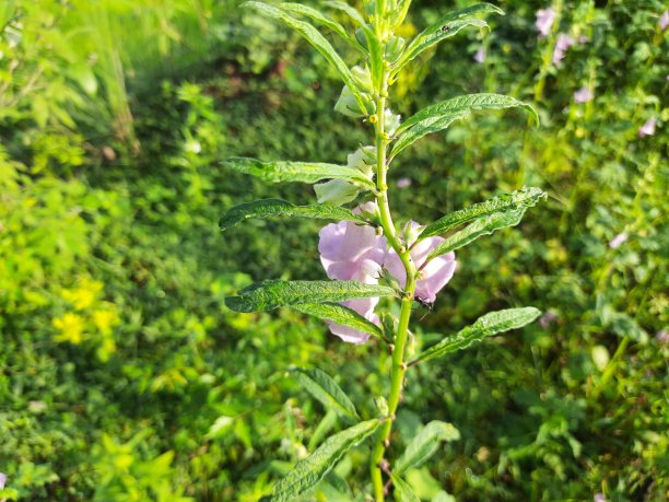 带花的芝麻植物。图片下载