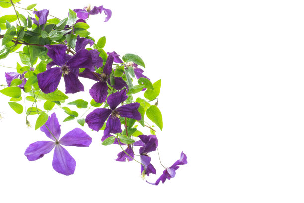 美丽的盛开铁线莲在白色的背景图片下载