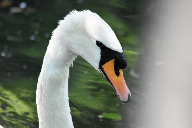 优雅的颈部白色藜麦特写图片下载