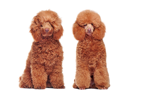 拼贴相同的狮子狗前和后梳理图片下载