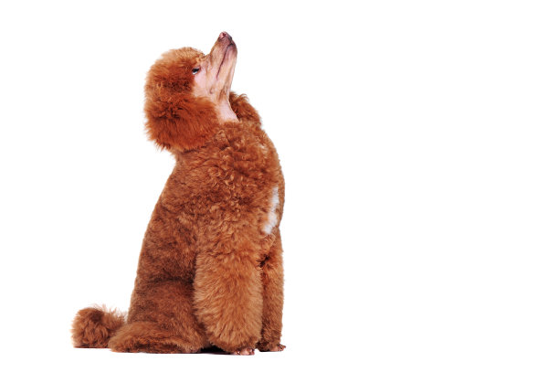 侧视图图片坐狮子狗仰望拷贝空间区域图片下载