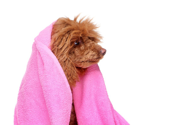 在洗澡后用粉红色毛巾的狮子狗头部特写肖像图片下载