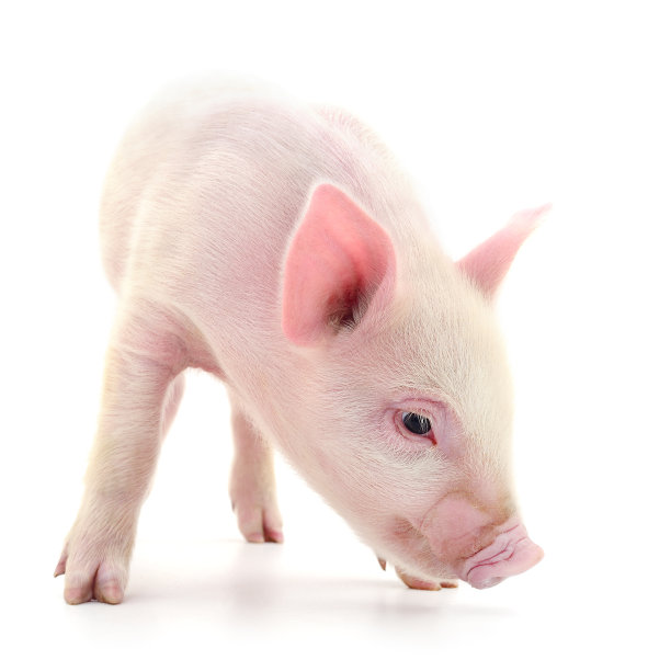 猪在白图片下载
