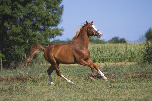 特拉克纳栗子马飞奔图片下载