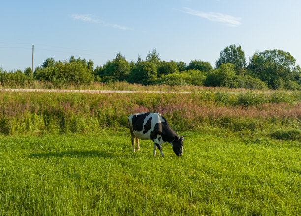 牛在田野，无人机视角。奶牛在农场的草地上吃草。图片下载