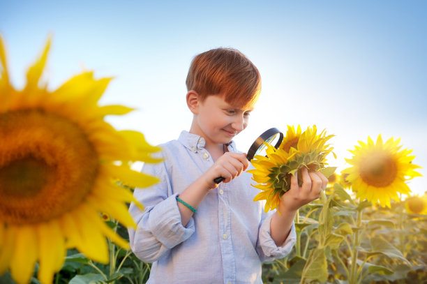 红发男孩用放大镜观察向日葵图片下载