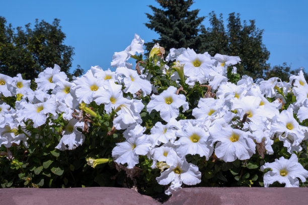城市公园里的花坛上有白色的花图片下载