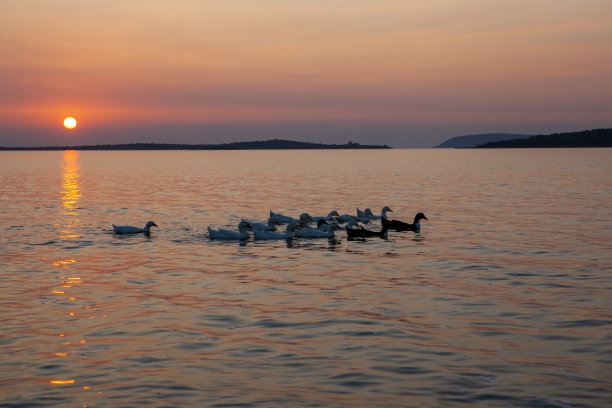 日落和鸭子图片下载