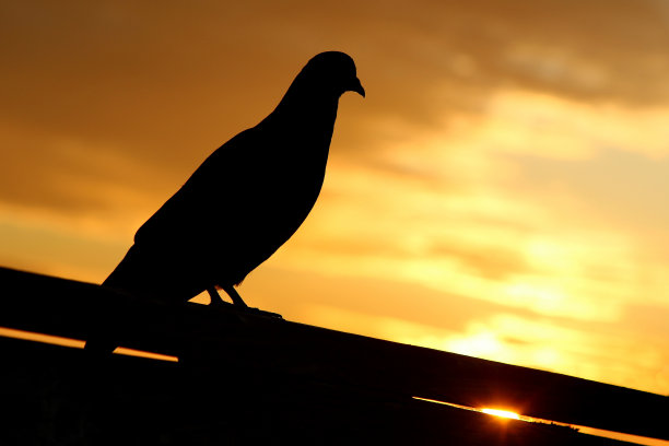 夕阳下的鸽子剪影图片下载