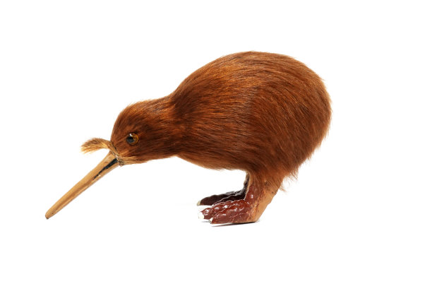 特写新西兰几维鸟纪念品图片下载