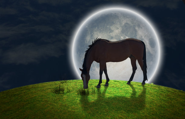 马在绿色的草地上吃草图片下载