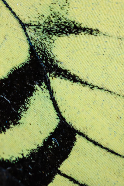 蝴蝶翅膀的微距照片图片下载