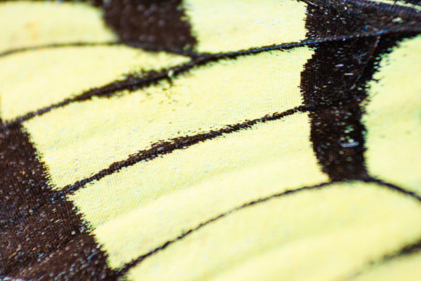 蝴蝶翅膀的微距照片图片下载
