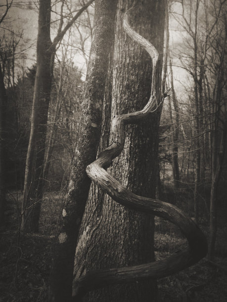 马萨诸塞州森林中蜿蜒的树枝图片下载