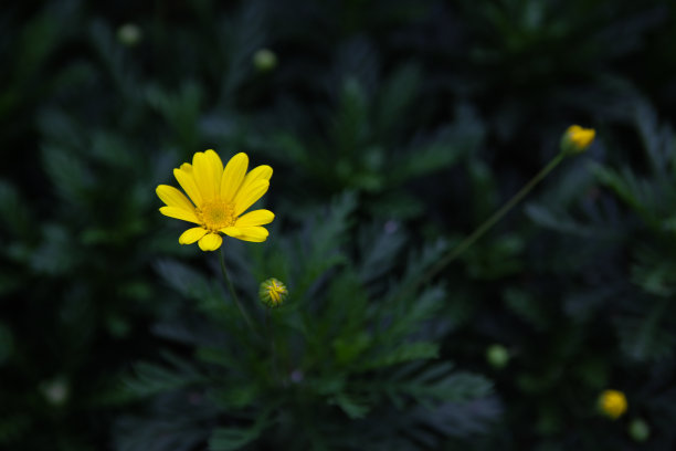 黄色的菊花在春天盛开图片下载