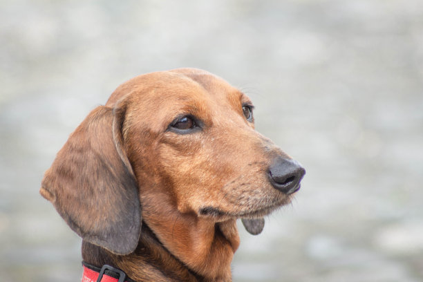 漂亮的狗肖像图片下载