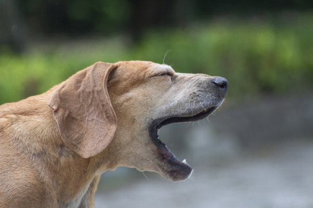 漂亮的狗肖像图片下载