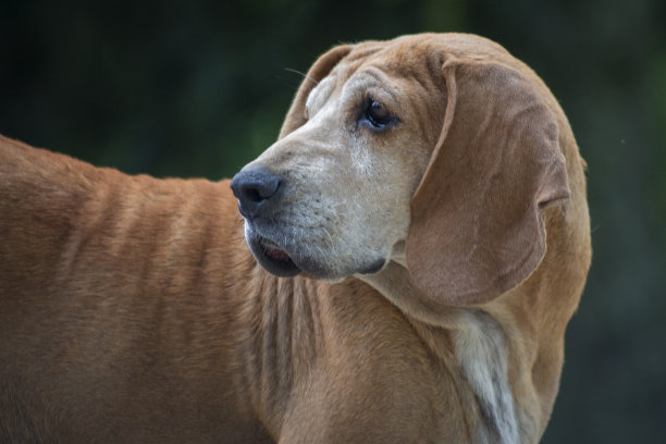 漂亮的狗肖像图片下载