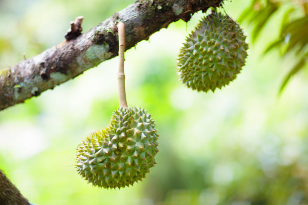 榴莲树。水果之王。图片下载