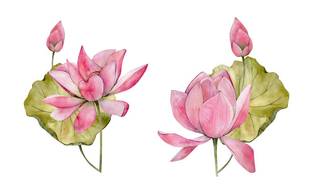 粉色水彩手绘莲花插图。水彩睡莲花叶和芽孤立在白色背景。花卉组成完美的邀请图片下载