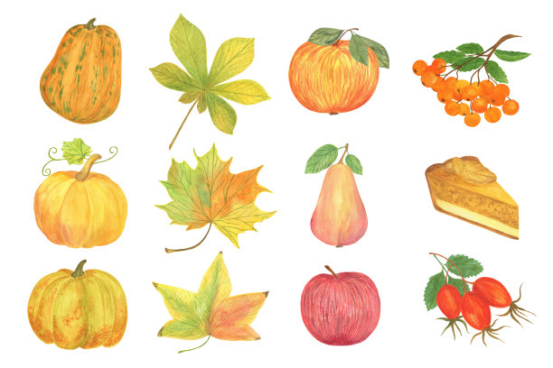 秋季水彩季节元素为秋季节日庆祝装饰南瓜，梨，苹果，树叶，花楸，南瓜派，玫瑰髋关节，浆果，向日葵健康有机项目卡片，海报，横幅图片下载
