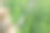 茎上长满形成层，去年春天嫁接在一棵苹果树的树枝上。嫁接果树图片下载