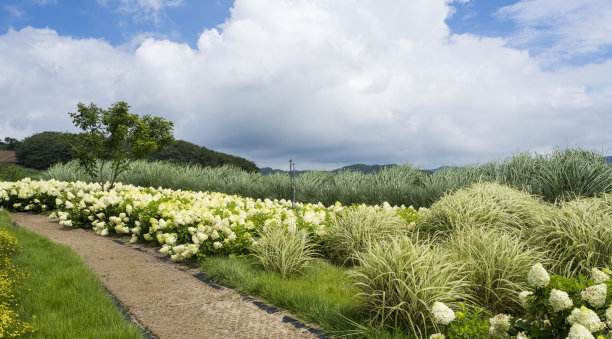 美丽的白色绣球花田图片下载