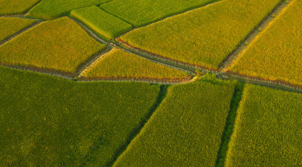 在夜景背景中，稻田美丽的景观背景的区域视图图片下载