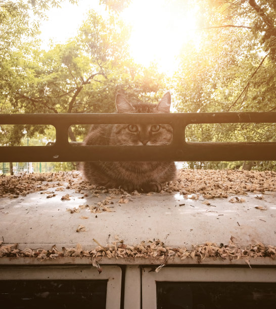 家猫坐在车顶上看着镜头。在街道上的阳光的映衬下。图片下载