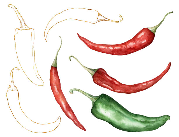 水彩辣椒。手绘金色线性辣椒孤立在白色背景。秋天的丰收节。植物插图设计，印刷或背景。图片下载