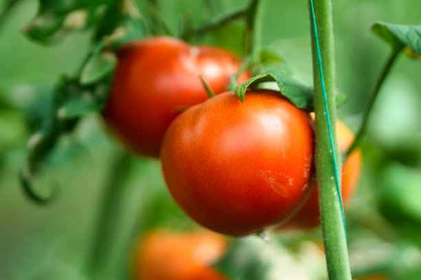 现代温室番茄种植图片下载