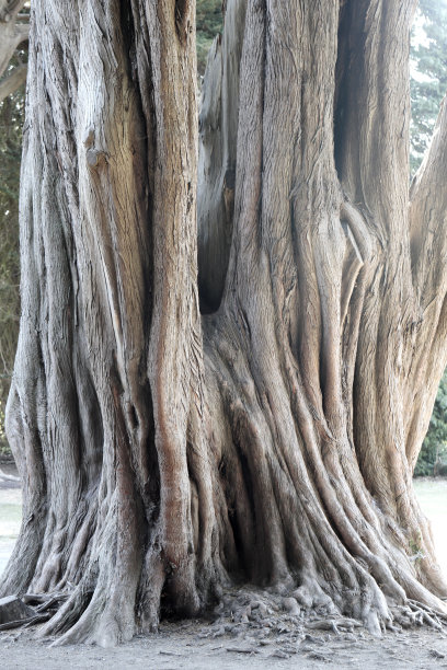 榕树的树干图片下载