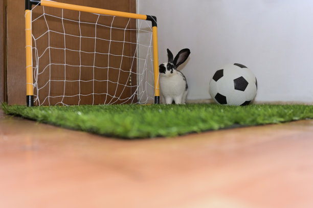 可爱的小兔子正在玩足球。小兔子坐在足球球门旁边。图片下载