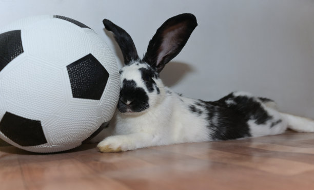 可爱的小兔子躺在地板上，手里拿着一个足球，看着镜头图片下载