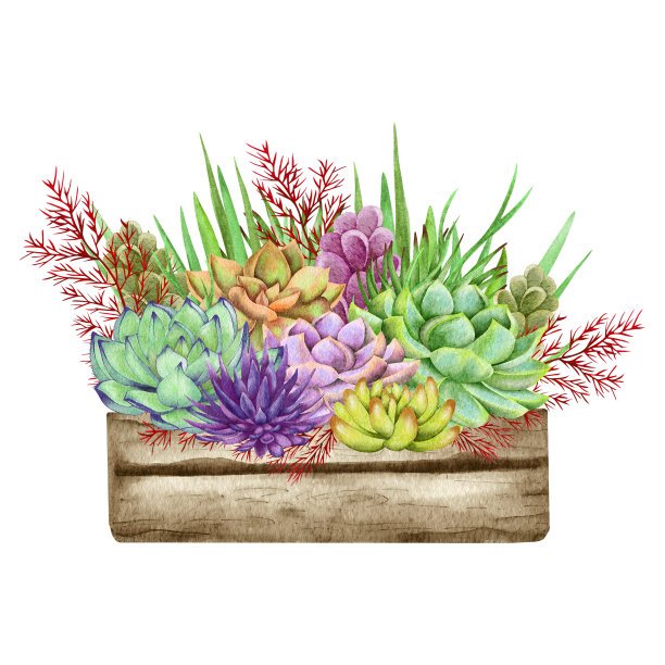 水彩多肉植物，绿色花束，室内植物插图，植物学绘画。图片下载