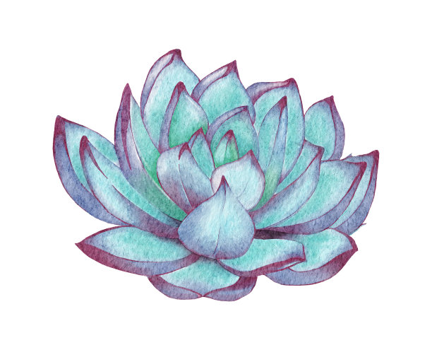 水彩多肉植物，绿色花束，室内植物插图，植物学绘画。图片下载