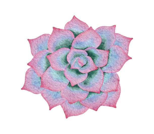 水彩多肉植物，绿色花束，室内植物插图，植物学绘画。图片下载