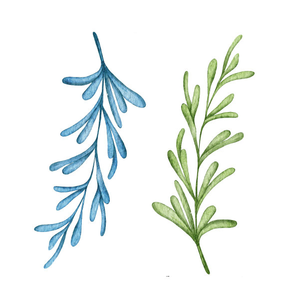 水彩多肉植物，绿色花束，室内植物插图，植物学绘画。图片下载