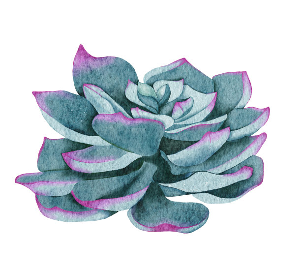 水彩多肉植物，绿色花束，室内植物插图，植物学绘画。图片下载