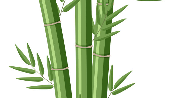 孤立的竹子在白色的背景图片下载