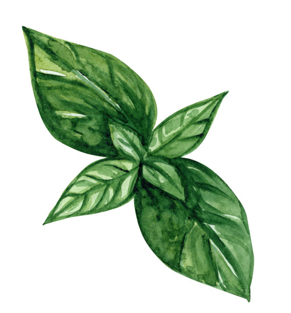 水彩绿色罗勒叶孤立在白色背景图片下载