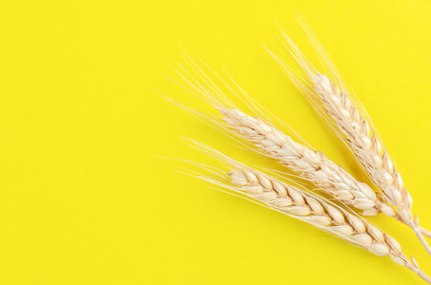 黄色背景上的三个面包耳朵。图片下载