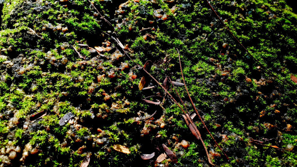 在森林的地面上，粗糙的木头和岩石上长满了美丽的绿色苔藓。显示与宏观的观点。图片下载