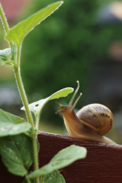 《蜗牛的优雅》图片下载