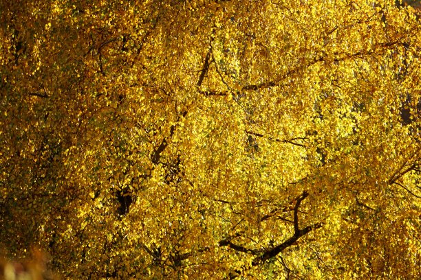 对于那些想要舒适地攀登坎本魔杖的人来说，这里有坎本魔杖缆车。秋天的缆车。图片下载