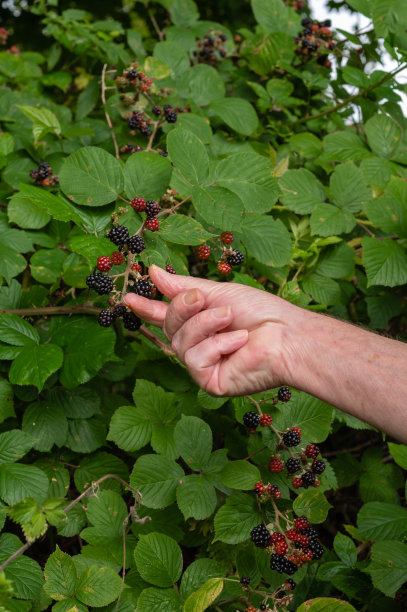 近手采摘成熟的野生黑莓图片下载