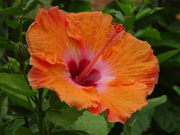 橙色的芙蓉花图片下载